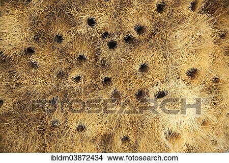 "Sociable Weaver (Philetairus socius), community nest, Kgalagadi Transfrontier Park, North Cape, South Africa, Africa" View Large Photo Image Picture - "Sociable Weaver (Philetairus socius), community nest, Kgalagadi Transfrontier Park, North Cape, South Africa, Africa". Fotosearch