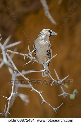 "Sociable Weaver (Philetairus socius), Kgalagadi Transfrontier Park, North Cape, South Africa, Africa" View Large Photo Image Stock Image - "Sociable Weaver (Philetairus socius), Kgalagadi Transfrontier Park, North Cape, South Africa, Africa". Fotosearch
