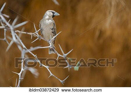 Stock Photo - "Sociable Weaver (Philetairus socius), Kgalagadi Transfrontier Park, North Cape, South Africa, Africa". Fotosearch