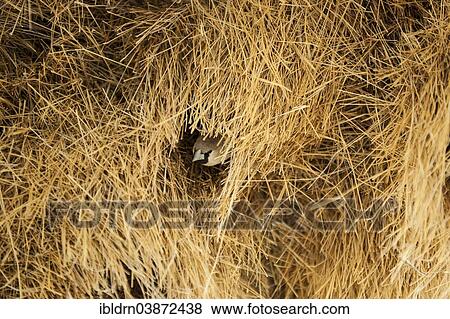 "Sociable Weaver (Philetairus socius) at the entrance of a community nest, Kgalagadi Transfrontier Park, North Cape, South Africa, Africa" View Large Photo Image Stock Photo - "Sociable Weaver (Philetairus socius) at the entrance of a community nest, Kgalagadi Transfrontier Park, North Cape, South Africa, Africa". Fotosearch