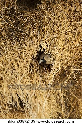 "Sociable Weaver (Philetairus socius) at the entrance of a community nest, Kgalagadi Transfrontier Park, North Cape, South Africa, Africa" View Large Photo Image Stock Photo - "Sociable Weaver (Philetairus socius) at the entrance of a community nest, Kgalagadi Transfrontier Park, North Cape, South Africa, Africa". Fotosearch