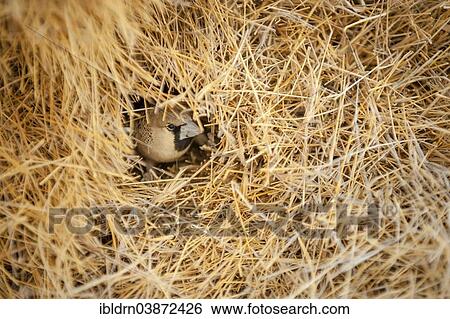"Sociable Weaver (Philetairus socius) at the entrance of its chamber, Kgalagadi Transfrontier Park, North Cape, South Africa, Africa" View Large Photo Image Stock Photograph - "Sociable Weaver (Philetairus socius) at the entrance of its chamber, Kgalagadi Transfrontier Park, North Cape, South Africa, Africa". Fotosearch