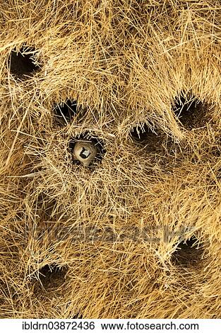 "Sociable Weaver (Philetairus socius), community nest, Kgalagadi Transfrontier Park, North Cape, South Africa, Africa" View Large Photo Image Stock Photograph - "Sociable Weaver (Philetairus socius), community nest, Kgalagadi Transfrontier Park, North Cape, South Africa, Africa". Fotosearch