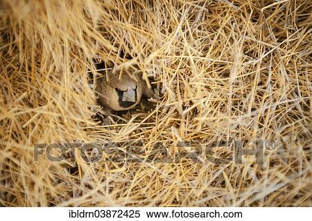 "Sociable Weaver (Philetairus socius) at the entrance of its chamber, Kgalagadi Transfrontier Park, North Cape, South Africa, Africa" View Large Photo Image Stock Photography - "Sociable Weaver (Philetairus socius) at the entrance of its chamber, Kgalagadi Transfrontier Park, North Cape, South Africa, Africa". Fotosearch