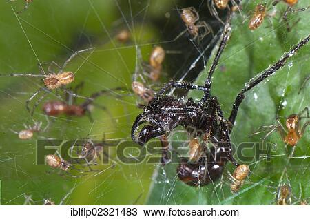 "Social Spider (Anelosimus sp. ), adults, group with Bullet Ant (Paraponera clavata), caught in communal web, Los Amigos Biological Station, Madre de Dios, Amazonia, Peru, South America" View Large Photo Image Stock Image - "Social Spider (Anelosimus sp. ), adults, group with Bullet Ant (Paraponera clavata), caught in communal web, Los Amigos Biological Station, Madre de Dios, Amazonia, Peru, South America". Fotosearch