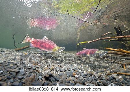 "Sockeye Salmon, Redeye Salmon or Blueback Salmon (Oncorhynchus nerka), fish at spawning grounds, Power Creek, Cordova, Alaska, United States, North America" View Large Photo Image Picture - "Sockeye Salmon, Redeye Salmon or Blueback Salmon (Oncorhynchus nerka), fish at spawning grounds, Power Creek, Cordova, Alaska, United States, North America". Fotosearch