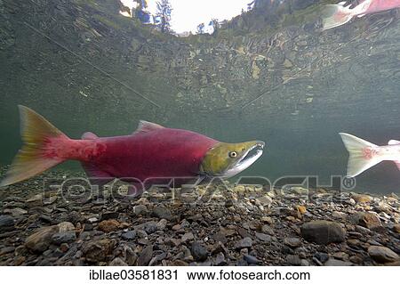 Stock Image - "Sockeye Salmon, Redeye Salmon or Blueback Salmon (Oncorhynchus nerka) fish at spawning grounds, Power Creek, Cordova, Alaska, United States, North America". Fotosearch
