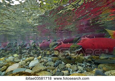 Stock Photo - "Sockeye Salmon, Redeye Salmon or Blueback Salmon (Oncorhynchus nerka), fish at spawning grounds, Gulkana River, Paxson, Alaska, United States, North America". Fotosearch
