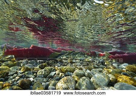 Stock Photo - "Sockeye Salmon, Redeye Salmon or Blueback Salmon (Oncorhynchus nerka), fish at spawning grounds, Power Creek, Cordova, Alaska, United States, North America". Fotosearch