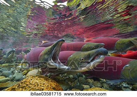 "Sockeye Salmon, Redeye Salmon or Blueback Salmon (Oncorhynchus nerka) during spawning, Gulkana River, Paxson, Alaska, United States, North America" View Large Photo Image Stock Photography - "Sockeye Salmon, Redeye Salmon or Blueback Salmon (Oncorhynchus nerka) during spawning, Gulkana River, Paxson, Alaska, United States, North America". Fotosearch