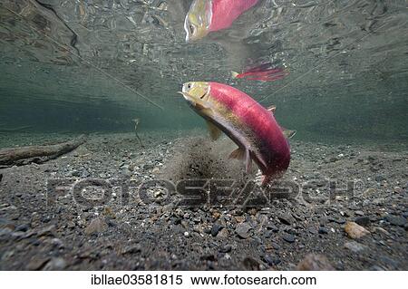 "Sockeye Salmon, Redeye Salmon or Blueback Salmon (Oncorhynchus nerka) at spawning grounds, female building a nest to lay eggs, Power Creek, Cordova, Alaska, United States, North America" View Large Photo Image Stock Photography - "Sockeye Salmon, Redeye Salmon or Blueback Salmon (Oncorhynchus nerka) at spawning grounds, female building a nest to lay eggs, Power Creek, Cordova, Alaska, United States, North America". Fotosearch