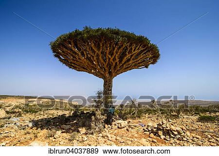 Stock Photo - "Socotra Dragon Tree or Dragon Blood Tree (Dracaena cinnabari), Dixsam plateau, Socotra, Yemen, Asia". Fotosearch