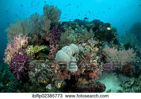 "Soft coral and fish in reef habitat, Dampier Straits, Raja Ampat Islands, Four Kings, West Papua, New Guinea, Indonesia, Southeast Asia, Asia" View Large Photo Image Stock Image - "Soft coral and fish in reef habitat, Dampier Straits, Raja Ampat Islands, Four Kings, West Papua, New Guinea, Indonesia, Southeast Asia, Asia". Fotosearch