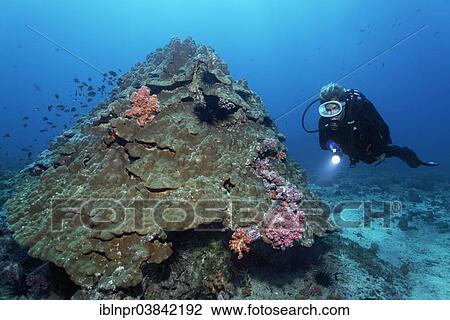 Stock Image - "Soft corals growing on stony corals, a diver at the back, Dimaniyat Islands nature reserve, Al Batinah region, Oman, Asia". Fotosearch