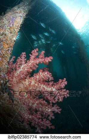 "Soft Glomerate Tree Coral (Dendronephthya sp. ), growing on jetty stanchion, Arborek, Dampier Straits, Raja Ampat Islands, Four Kings, West Papua, New Guinea, Indonesia, Southeast Asia, Asia" View Large Photo Image Picture - "Soft Glomerate Tree Coral (Dendronephthya sp. ), growing on jetty stanchion, Arborek, Dampier Straits, Raja Ampat Islands, Four Kings, West Papua, New Guinea, Indonesia, Southeast Asia, Asia". Fotosearch