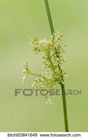 "Soft Rush (Juncus effusus), flowers, North Rhine-Westphalia, Germany, Europe" View Large Photo Image Stock Photo - "Soft Rush (Juncus effusus), flowers, North Rhine-Westphalia, Germany, Europe". Fotosearch
