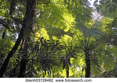 Stock Image - "Soft Tree Ferns or Man Ferns (Dicksonia antarctica), Brisbane, Queensland, Australia, Oceania". Fotosearch