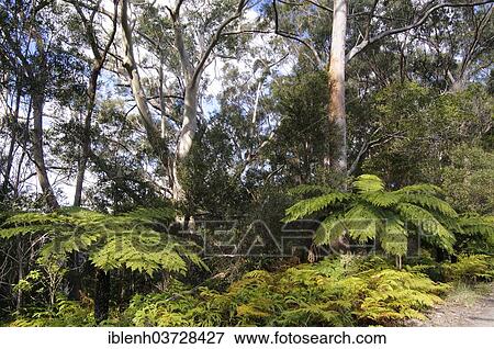 Stock Photo - "Soft Tree Ferns or Man Ferns (Dicksonia antarctica), Springbrook National Park, Queensland, Australia, Oceania". Fotosearch