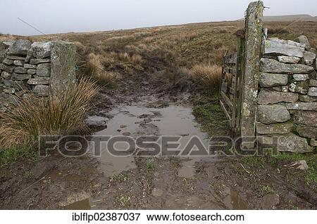 "Soil damage by quad bike and puddle in gateway on moorland, England, United Kingdom, Europe" View Large Photo Image Stock Photo - "Soil damage by quad bike and puddle in gateway on moorland, England, United Kingdom, Europe". Fotosearch