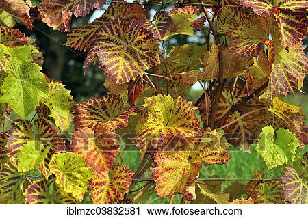 "Solaris vine leaves in autumn coloring, Mainau, Baden-Wurttemberg, Germany, Europe" View Large Photo Image Stock Image - "Solaris vine leaves in autumn coloring, Mainau, Baden-Wurttemberg, Germany, Europe". Fotosearch