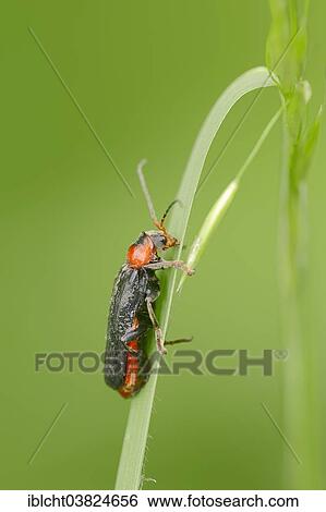 Stock Photograph - "Soldier Beetle (Cantharis fusca), North Rhine-Westphalia, Germany, Europe". Fotosearch