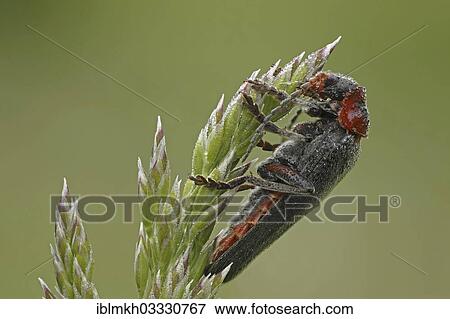 "Soldier beetle (Cantharis rustica), Bad Hersfeld, Bad Hersfeld, Hesse, Germany, Europe" View Large Photo Image Stock Photo - "Soldier beetle (Cantharis rustica), Bad Hersfeld, Bad Hersfeld, Hesse, Germany, Europe". Fotosearch