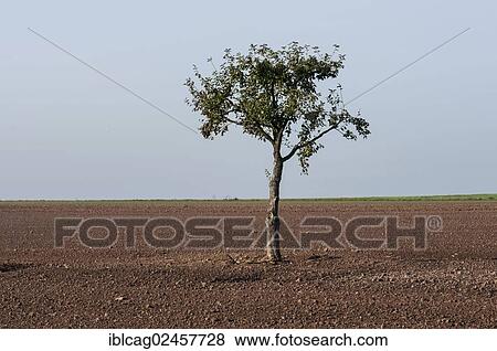 "Solitary apple tree on farmland, Dreieich-Goetzenhain, Hesse, Germany, Europe" View Large Photo Image Stock Photo - "Solitary apple tree on farmland, Dreieich-Goetzenhain, Hesse, Germany, Europe". Fotosearch