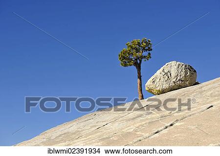 "Solitary Great Basin Bristlecone Pine (Pinus longaeva), long-living species, next to granite rocks on a plateau, Olmsted Point, Yosemite National Park, California, USA" View Large Photo Image Picture - "Solitary Great Basin Bristlecone Pine (Pinus longaeva), long-living species, next to granite rocks on a plateau, Olmsted Point, Yosemite National Park, California, USA". Fotosearch