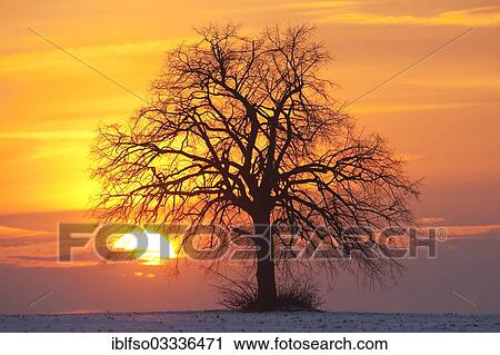 "Solitary lime tree (Tilia sp. ) at sunset in winter, near Hottelstedt, Thuringia, Germany, Europe" View Large Photo Image Stock Image - "Solitary lime tree (Tilia sp. ) at sunset in winter, near Hottelstedt, Thuringia, Germany, Europe". Fotosearch