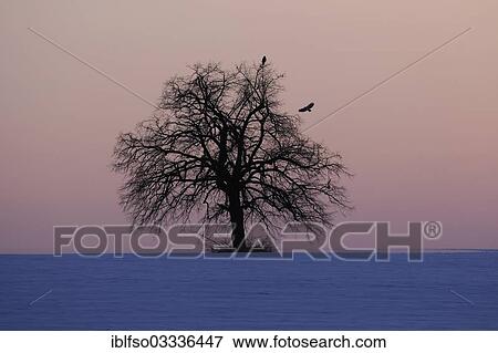 "Solitary lime tree (Tilia sp. ) on a snow-covered field with two buzzards (Buteo buteo), after sunset, Thuringia, Germany, Europe" View Large Photo Image Stock Photo - "Solitary lime tree (Tilia sp. ) on a snow-covered field with two buzzards (Buteo buteo), after sunset, Thuringia, Germany, Europe". Fotosearch