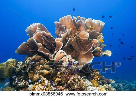 "Solitary Montipora Coral (Montipora sp. ), stony coral, Philippines, Asia" View Large Photo Image Stock Photograph - "Solitary Montipora Coral (Montipora sp. ), stony coral, Philippines, Asia". Fotosearch