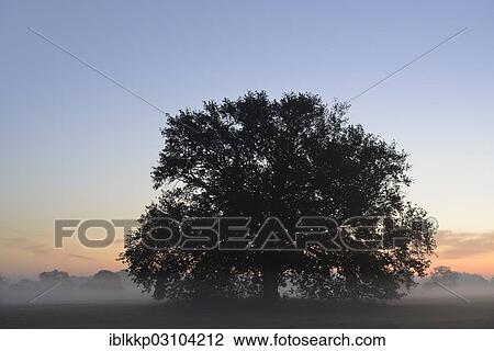 "Solitary oak tree in the morning mist, meadow landscape at sunrise, Dessau-Worlitz, Saxony-Anhalt, Germany, Europe" View Large Photo Image Stock Image - "Solitary oak tree in the morning mist, meadow landscape at sunrise, Dessau-Worlitz, Saxony-Anhalt, Germany, Europe". Fotosearch