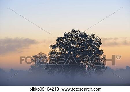"Solitary oak tree in the morning mist, meadow landscape at sunrise, Dessau-Worlitz, Saxony-Anhalt, Germany, Europe" View Large Photo Image Stock Image - "Solitary oak tree in the morning mist, meadow landscape at sunrise, Dessau-Worlitz, Saxony-Anhalt, Germany, Europe". Fotosearch