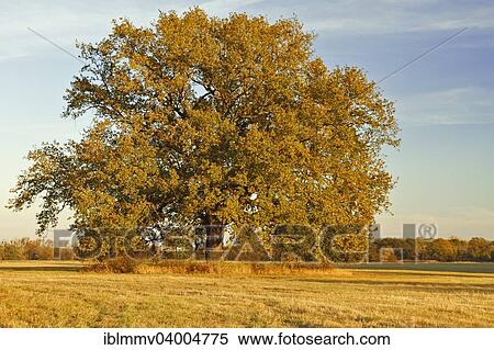 "Solitary oak tree on an autumn meadow in the floodplain, Middle Elbe Biosphere Reserve, Dessau-Rosslau, Saxony-Anhalt, Germany, Europe" View Large Photo Image Stock Photography - "Solitary oak tree on an autumn meadow in the floodplain, Middle Elbe Biosphere Reserve, Dessau-Rosslau, Saxony-Anhalt, Germany, Europe". Fotosearch
