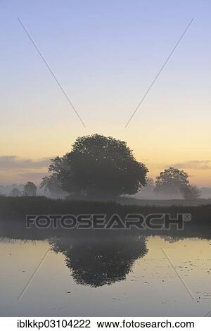"Solitary oak trees in the morning mist beside a lake, wetland landscape at sunrise, NSG Pelze, Dessau-Worlitz, Saxony-Anhalt, Germany, Europe" View Large Photo Image Stock Image - "Solitary oak trees in the morning mist beside a lake, wetland landscape at sunrise, NSG Pelze, Dessau-Worlitz, Saxony-Anhalt, Germany, Europe". Fotosearch