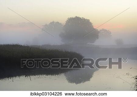 "Solitary oak trees in the morning mist beside a lake, wetland landscape at sunrise, NSG Pelze, Dessau-Worlitz, Saxony-Anhalt, Germany, Europe" View Large Photo Image Stock Photograph - "Solitary oak trees in the morning mist beside a lake, wetland landscape at sunrise, NSG Pelze, Dessau-Worlitz, Saxony-Anhalt, Germany, Europe". Fotosearch