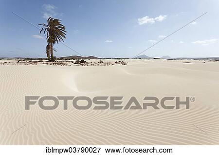 "Solitary palm tree in the sand dunes of the desert Deserto Viana, island of Boa Vista, Cape Verde, Republic of Cabo Verde, Africa" View Large Photo Image Stock Photo - "Solitary palm tree in the sand dunes of the desert Deserto Viana, island of Boa Vista, Cape Verde, Republic of Cabo Verde, Africa". Fotosearch