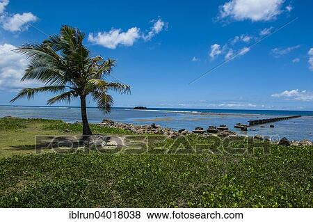 "Solitary Palm tree, War in the Pacific National Historical Park, Guam, US Territory, Central Pacific, Oceania" View Large Photo Image Stock Photo - "Solitary Palm tree, War in the Pacific National Historical Park, Guam, US Territory, Central Pacific, Oceania". Fotosearch