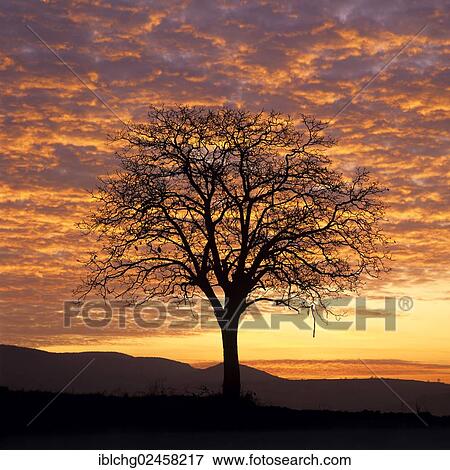Stock Photo - "Solitary tree against sunset, Auvergne, France, Europe". Fotosearch