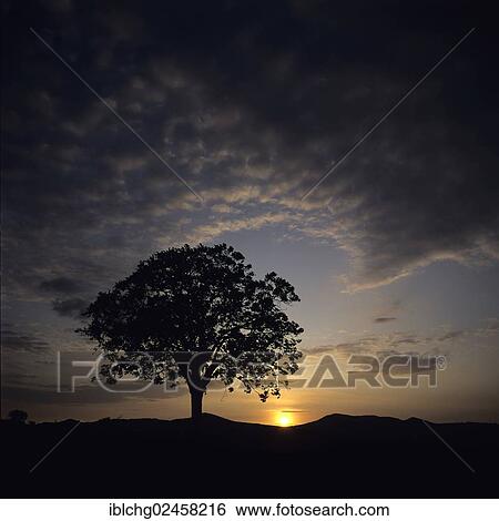 "Solitary tree against sunset, Auvergne, France, Europe" View Large Photo Image Stock Photograph - "Solitary tree against sunset, Auvergne, France, Europe". Fotosearch