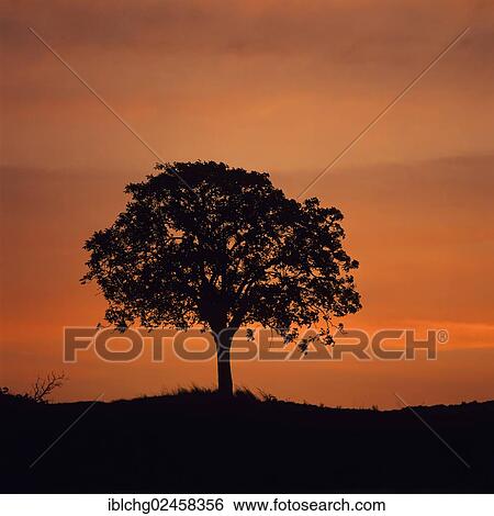 "Solitary tree against sunset, Auvergne, France, Europe" View Large Photo Image Stock Photograph - "Solitary tree against sunset, Auvergne, France, Europe". Fotosearch