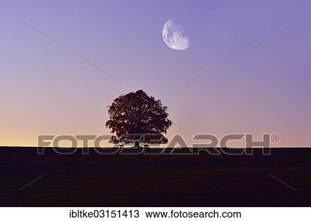 "Solitary tree, Beech (Fagus sp. ), with the moon, Fussen, Allgau, Upper Bavaria, Bavaria, Germany, Europe" View Large Photo Image Stock Image - "Solitary tree, Beech (Fagus sp. ), with the moon, Fussen, Allgau, Upper Bavaria, Bavaria, Germany, Europe". Fotosearch