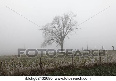 "Solitary tree in winter, Puy de Dome, Auvergne, France, Europe" View Large Photo Image Stock Image - "Solitary tree in winter, Puy de Dome, Auvergne, France, Europe". Fotosearch