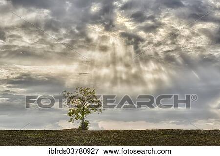 "Solitary tree on a field, sun rays breaking through the clouds, Pienza, Tuscany, Italy, Europe" View Large Photo Image Stock Photo - "Solitary tree on a field, sun rays breaking through the clouds, Pienza, Tuscany, Italy, Europe". Fotosearch