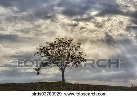 Stock Photo - "Solitary tree on a field, sun rays breaking through the clouds, Pienza, Tuscany, Italy, Europe". Fotosearch