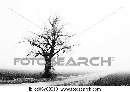 "Solitary tree on the edge of a forest in fog, Mindelheim, Bavaria, Germany, Europe" View Large Photo Image Stock Image - "Solitary tree on the edge of a forest in fog, Mindelheim, Bavaria, Germany, Europe". Fotosearch