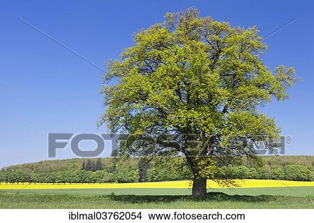 "Solitary treet in front of a rapeseed field, Schwabische Alb, Baden-Wurttemberg, Germany, Europe" View Large Photo Image Picture - "Solitary treet in front of a rapeseed field, Schwabische Alb, Baden-Wurttemberg, Germany, Europe". Fotosearch