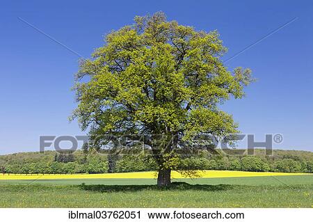 "Solitary treet in front of a rapeseed field, Schwabische Alb, Baden-Wurttemberg, Germany, Europe" View Large Photo Image Stock Image - "Solitary treet in front of a rapeseed field, Schwabische Alb, Baden-Wurttemberg, Germany, Europe". Fotosearch