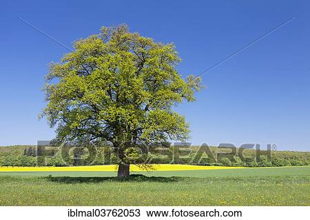 "Solitary treet in front of a rapeseed field, Schwabische Alb, Baden-Wurttemberg, Germany, Europe" View Large Photo Image Stock Image - "Solitary treet in front of a rapeseed field, Schwabische Alb, Baden-Wurttemberg, Germany, Europe". Fotosearch