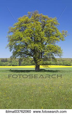 "Solitary treet in front of a rapeseed field, Schwabische Alb, Baden-Wurttemberg, Germany, Europe" View Large Photo Image Stock Image - "Solitary treet in front of a rapeseed field, Schwabische Alb, Baden-Wurttemberg, Germany, Europe". Fotosearch